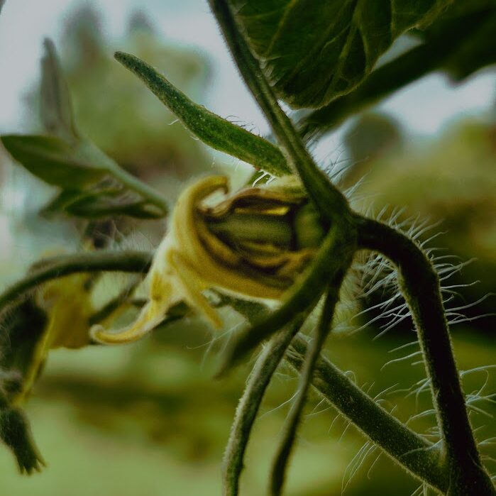 Tomato Bloom